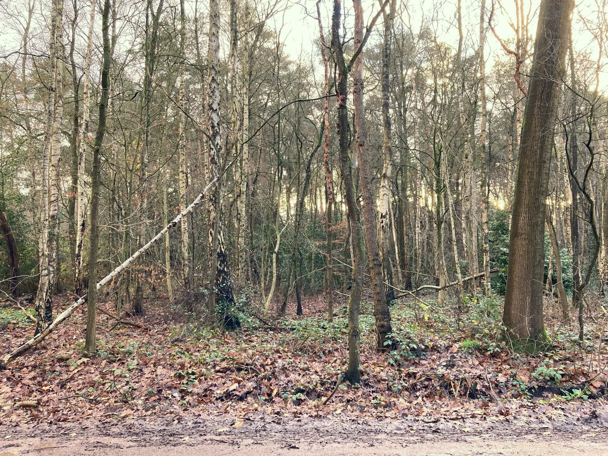 Zuid gerichte bouwgrond in het groen 20 m breed 84 m diep — foto 1