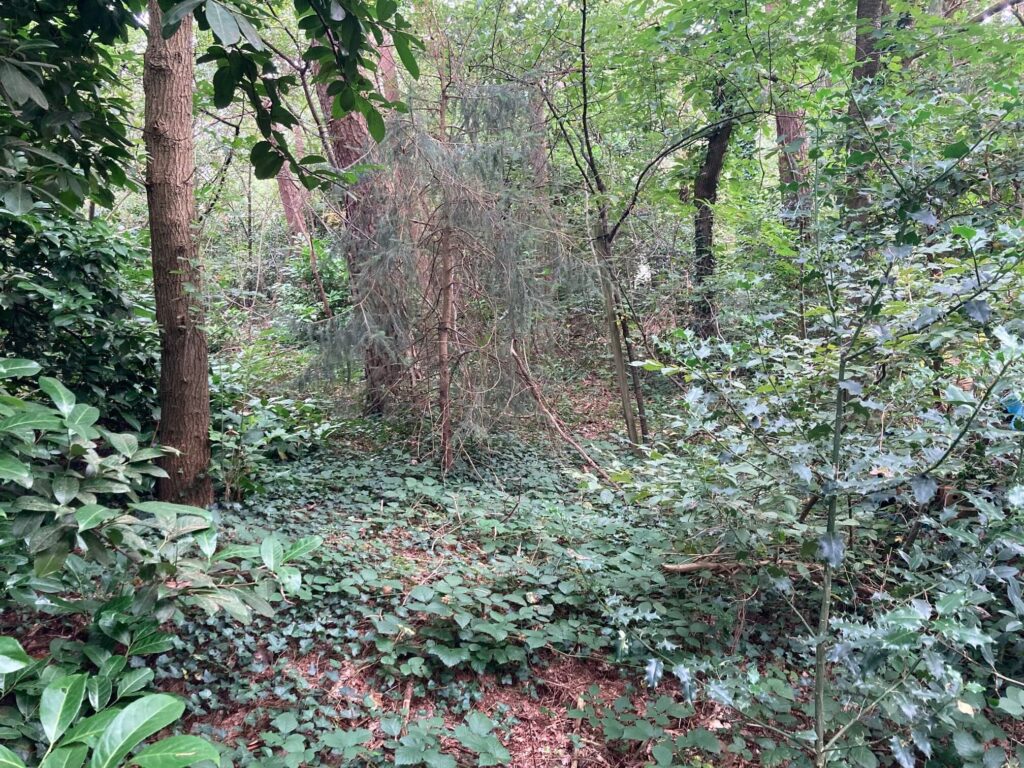 Essen, Lijsterdreef 9, bos